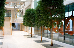 The Bristol Heart Institute Atrium with three trees and a stairway